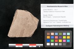 Foto (Objekt + Etikett) von Taxodium distichum miocenicum Heer (NHMW-GEO-2024-0188-6419)